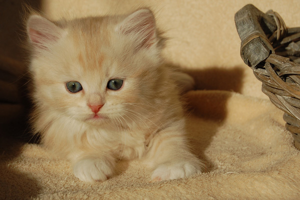 Ravell mit 7 Wochen.jpg